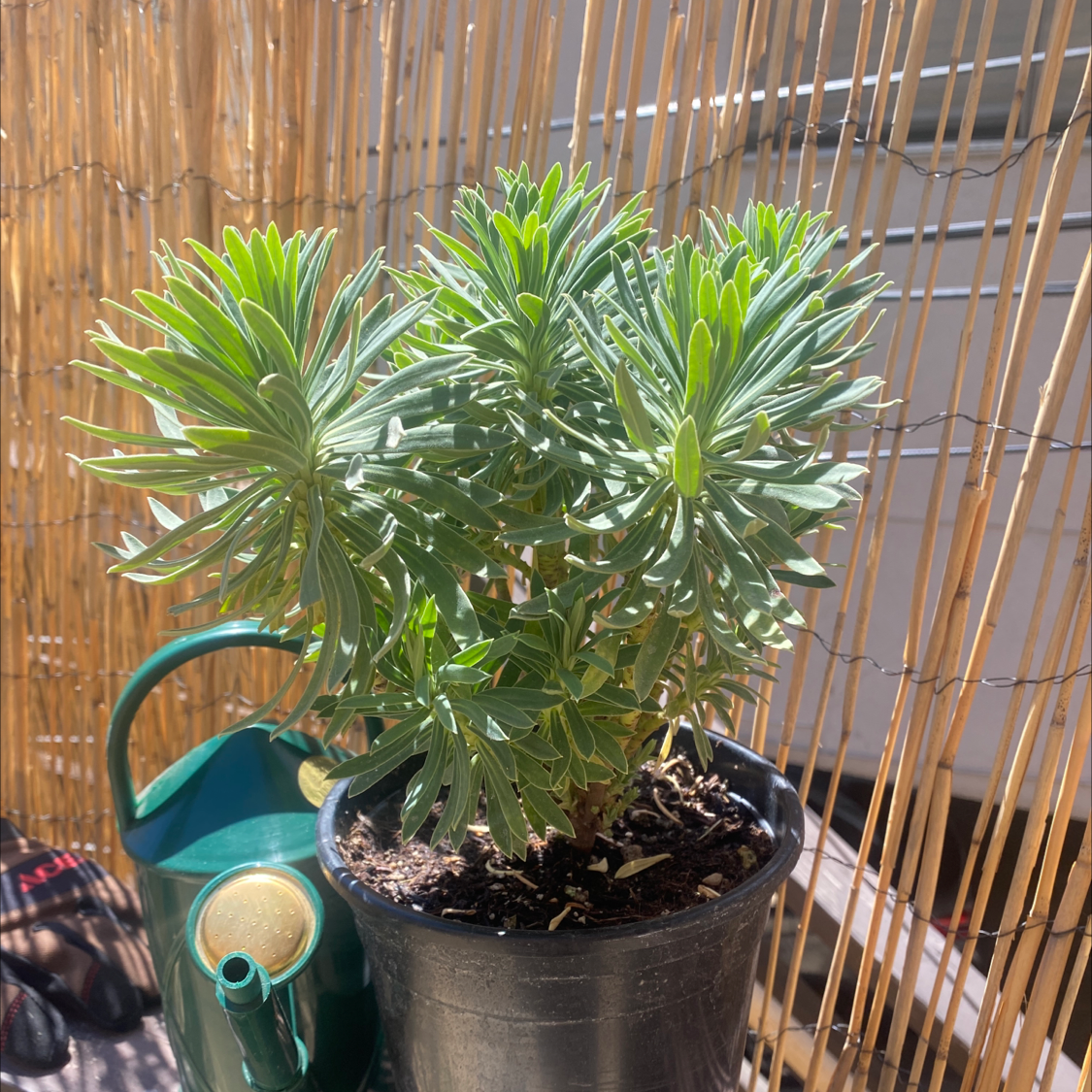 Healthy Albanian Spurge plant in a black pot with green leaves.