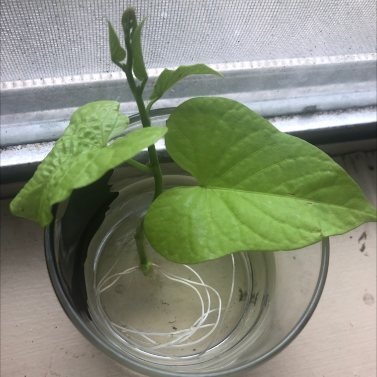 Close-up of a healthy sweet potato vine with large green heart-shaped leaves in a glass vase filled with water.