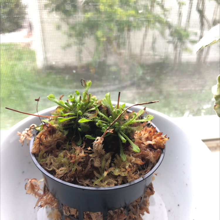 Round-Leaved Sundew plant in a pot with moss, well-framed and in focus.