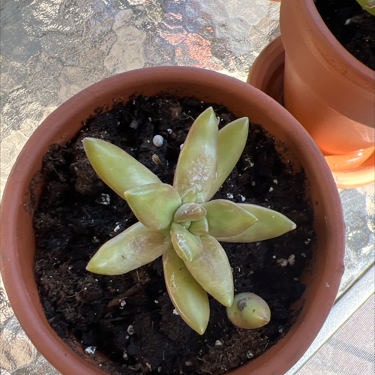 Potted Echeveria succulent with yellowing and browning leaves.