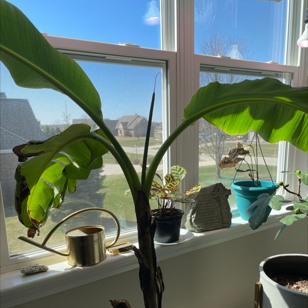 Dwarf Banana plant on a windowsill with other plants, showing some yellowing and browning leaves.