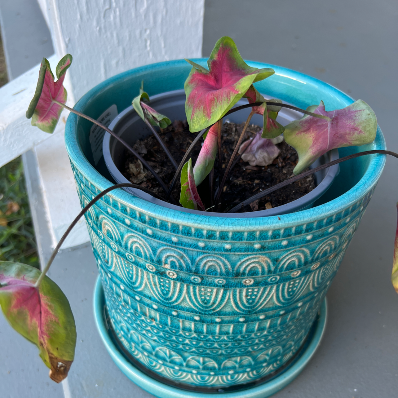 Heart of Jesus plant photo by @Luke named Doja on Greg, the plant care app.