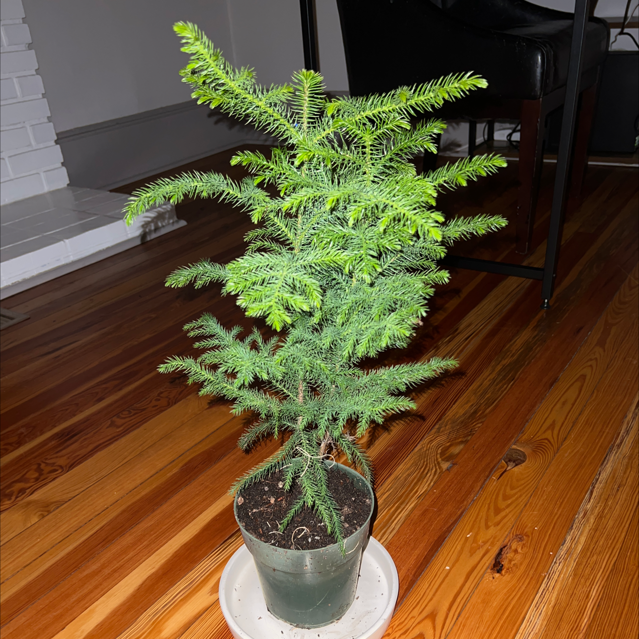 Norfolk Island Pine in a pot on a saucer, placed on a wooden floor.