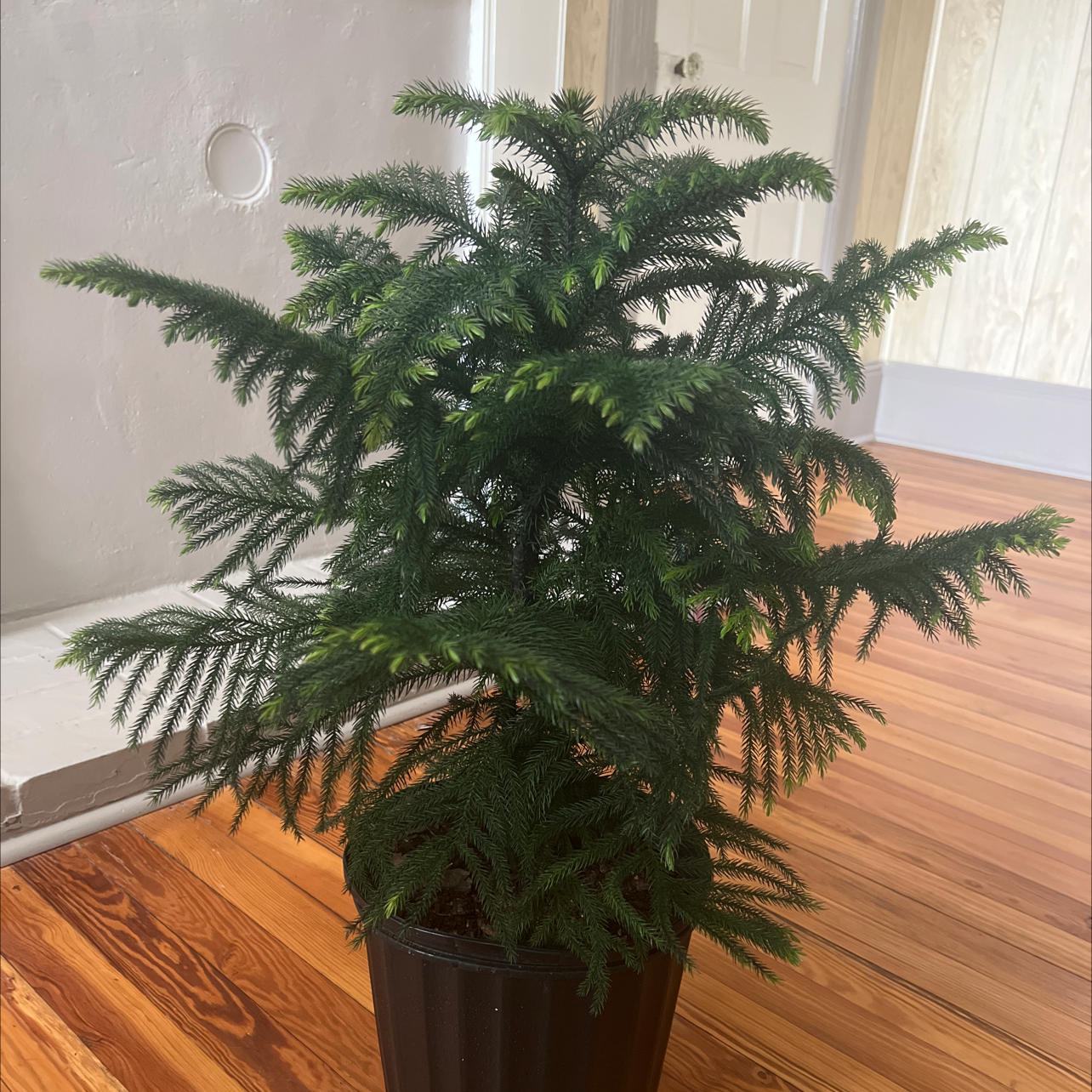 Norfolk Island Pine in a black pot on a wooden floor, appearing healthy.