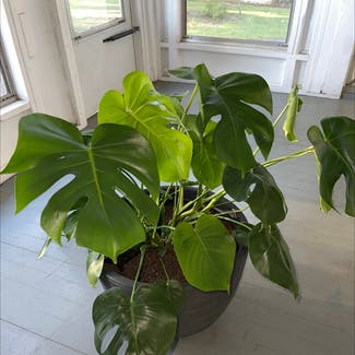 Monstera plant in Monroe, Georgia