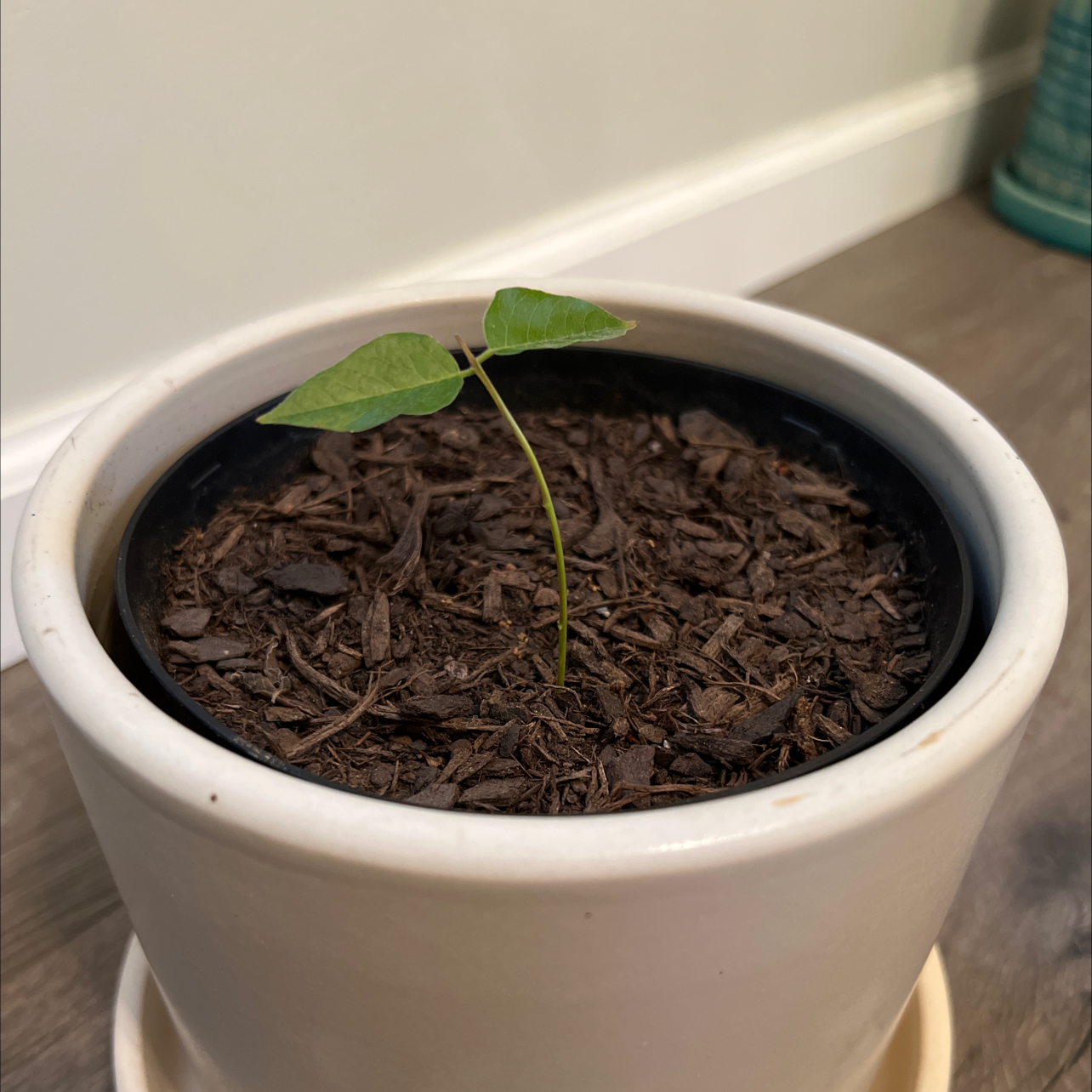 Young Chinese Wisteria plant in a white pot with visible soil.