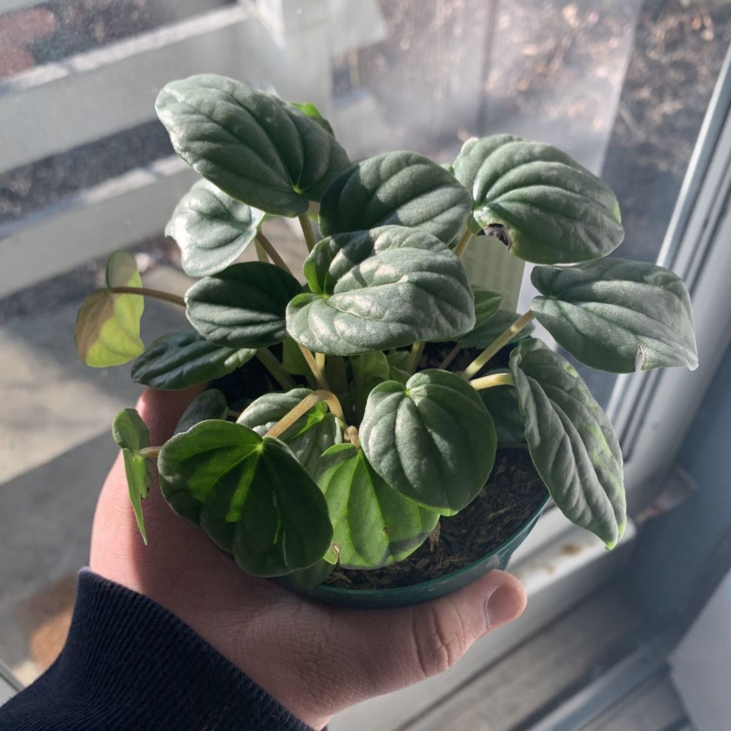 Silver Frost Peperomia plant being held by a hand, with visible soil and healthy green leaves.