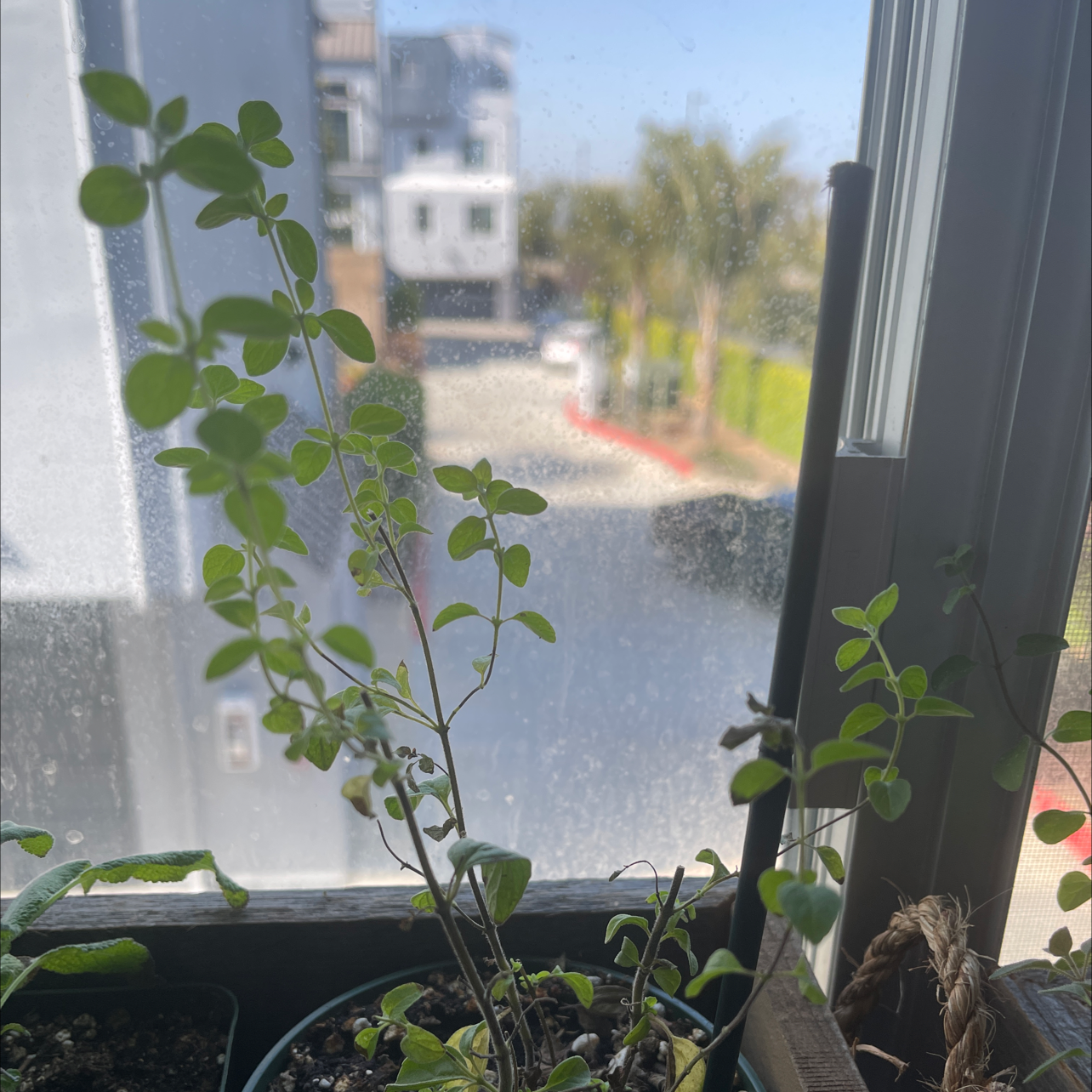A healthy young oregano plant growing in a pot on a sunny windowsill, with vibrant green leaves and no signs of disease.