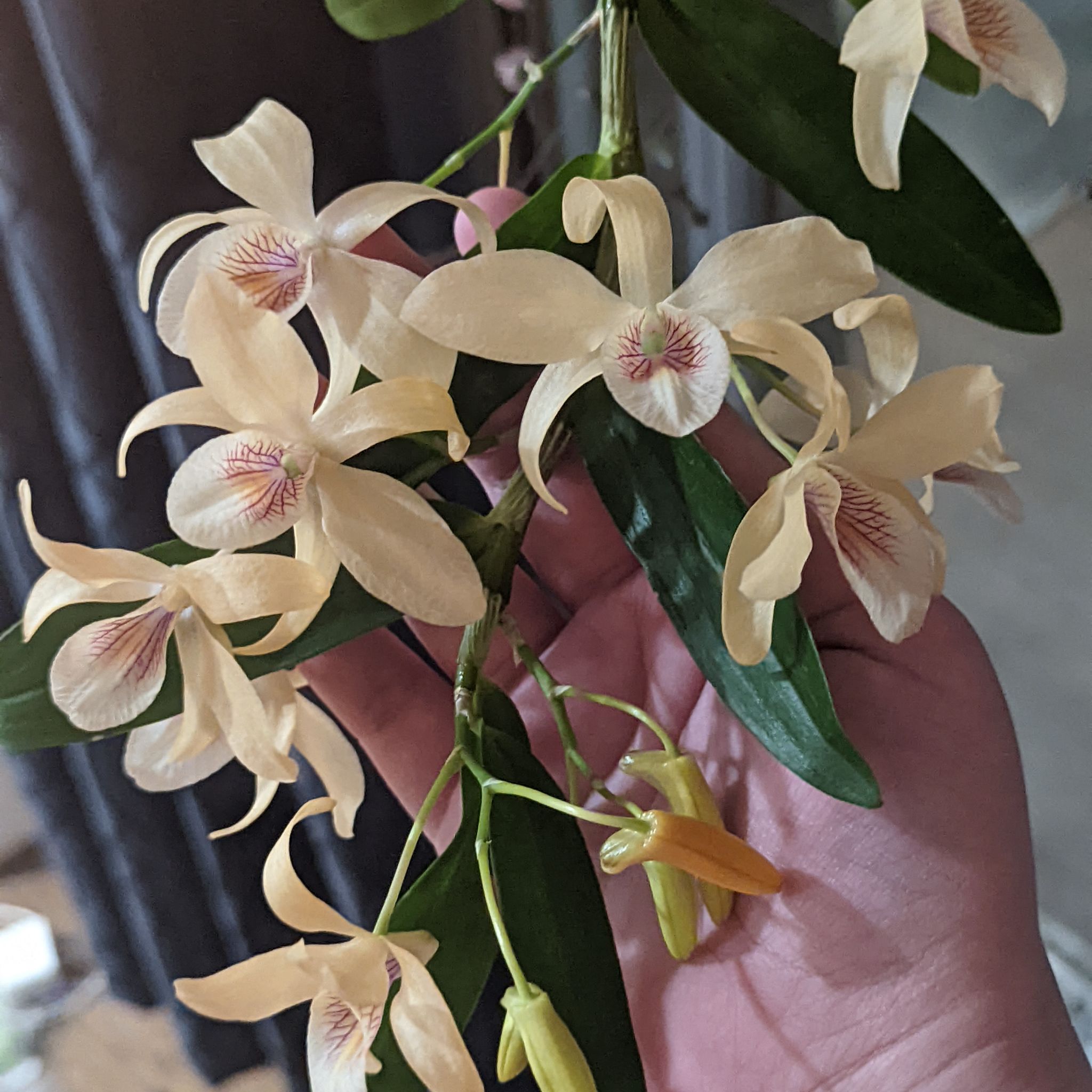 Photo of the plant species Snakemouth Orchid by @FitCrassula named Dendrobrium Peach Bellini on Greg, the plant care app