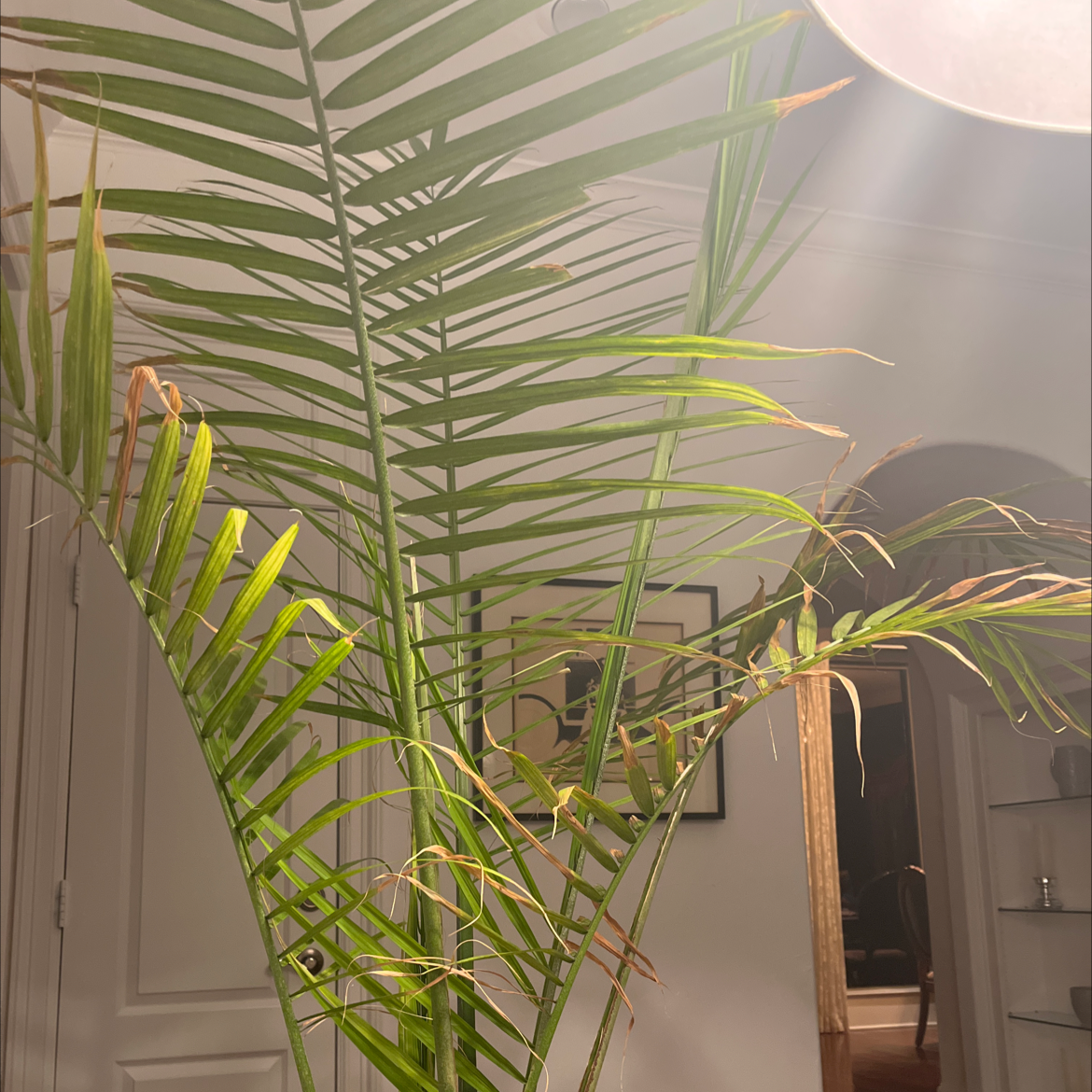 Canary Island Date Palm with some browning fronds indoors under good lighting.