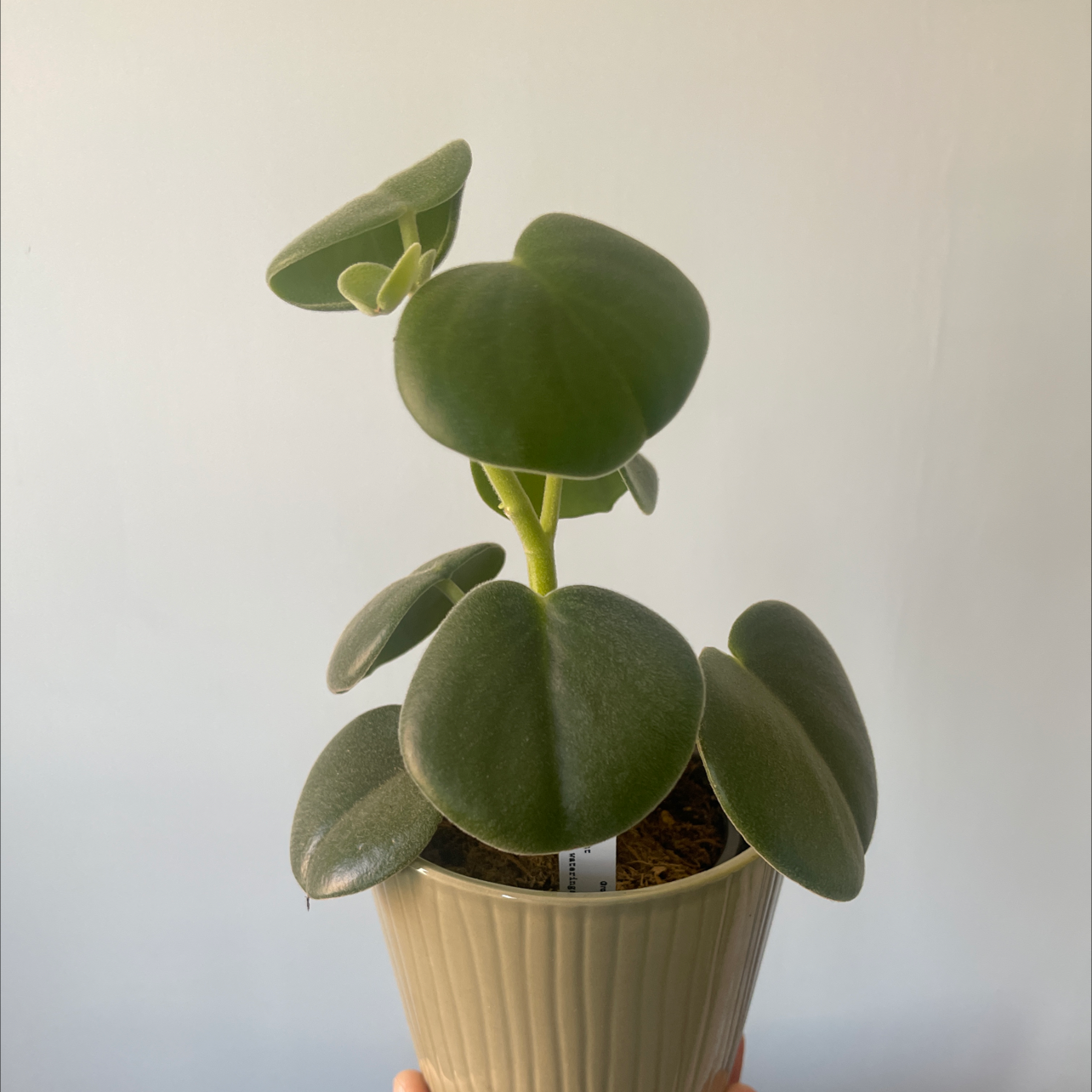 Healthy Felted Peperomia plant in a pot with green leaves.