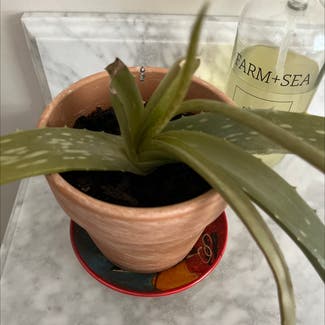 Aloe Vera plant in Shrewsbury, Massachusetts
