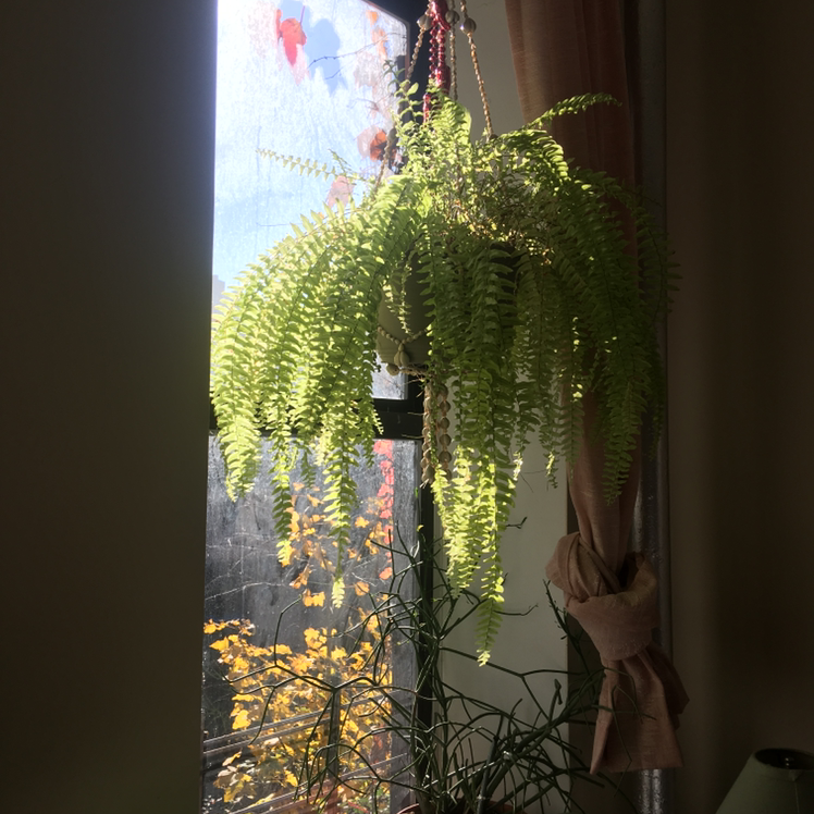 Boston Fern plant photo by Leah named Fernie Mercury on Greg, the plant care app.