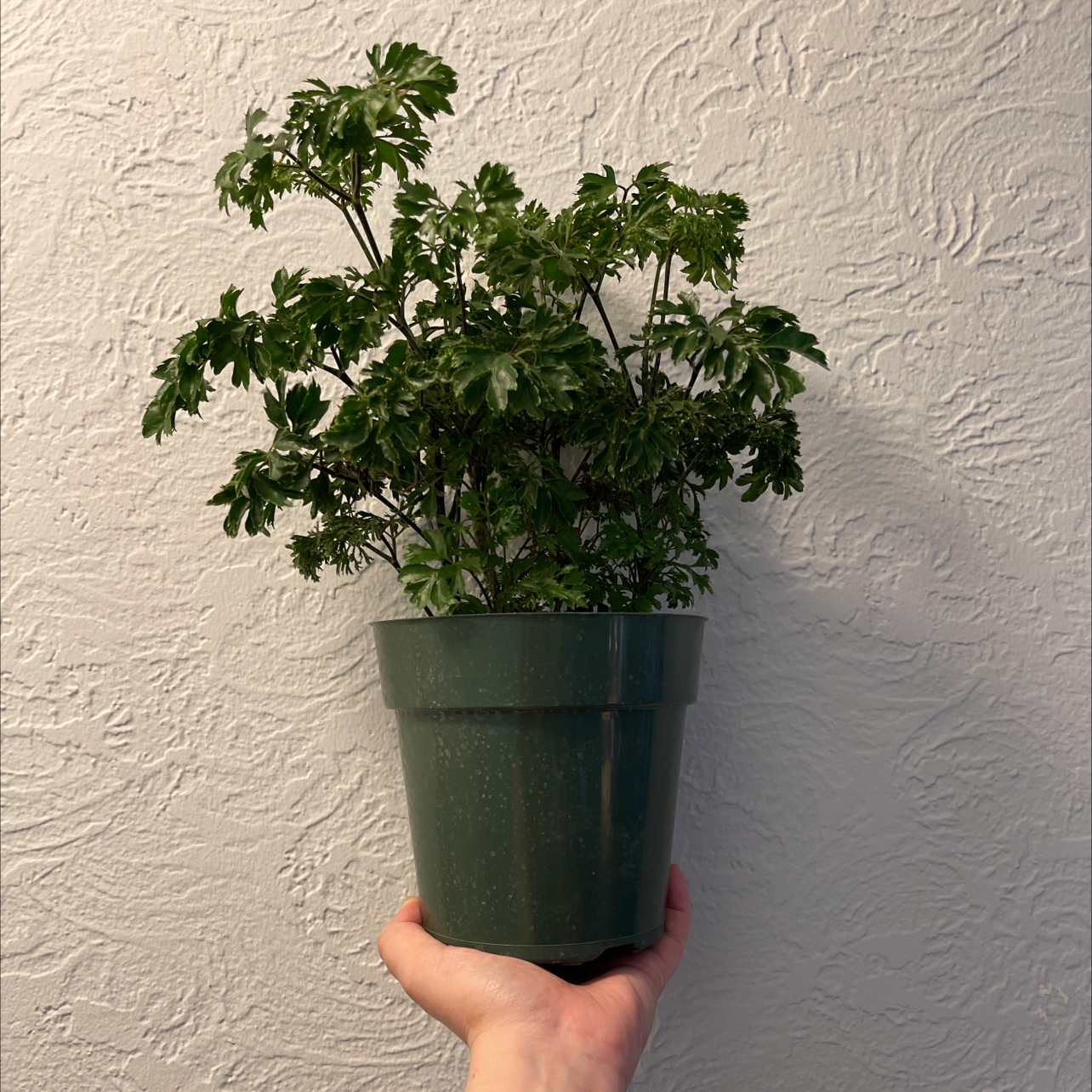 Ming Aralia plant in a green pot held by a hand against a white textured wall.