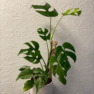 Mini Monstera plant in Tacoma, Washington
