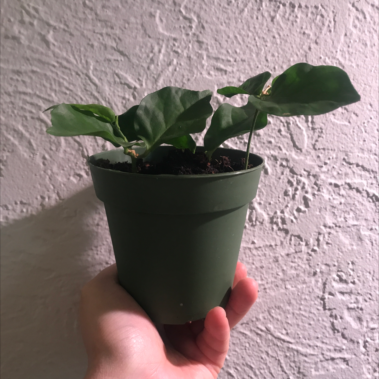 A hand holding a small healthy Arabian Jasmine plant in a green plastic pot, with glossy green leaves and visible soil.