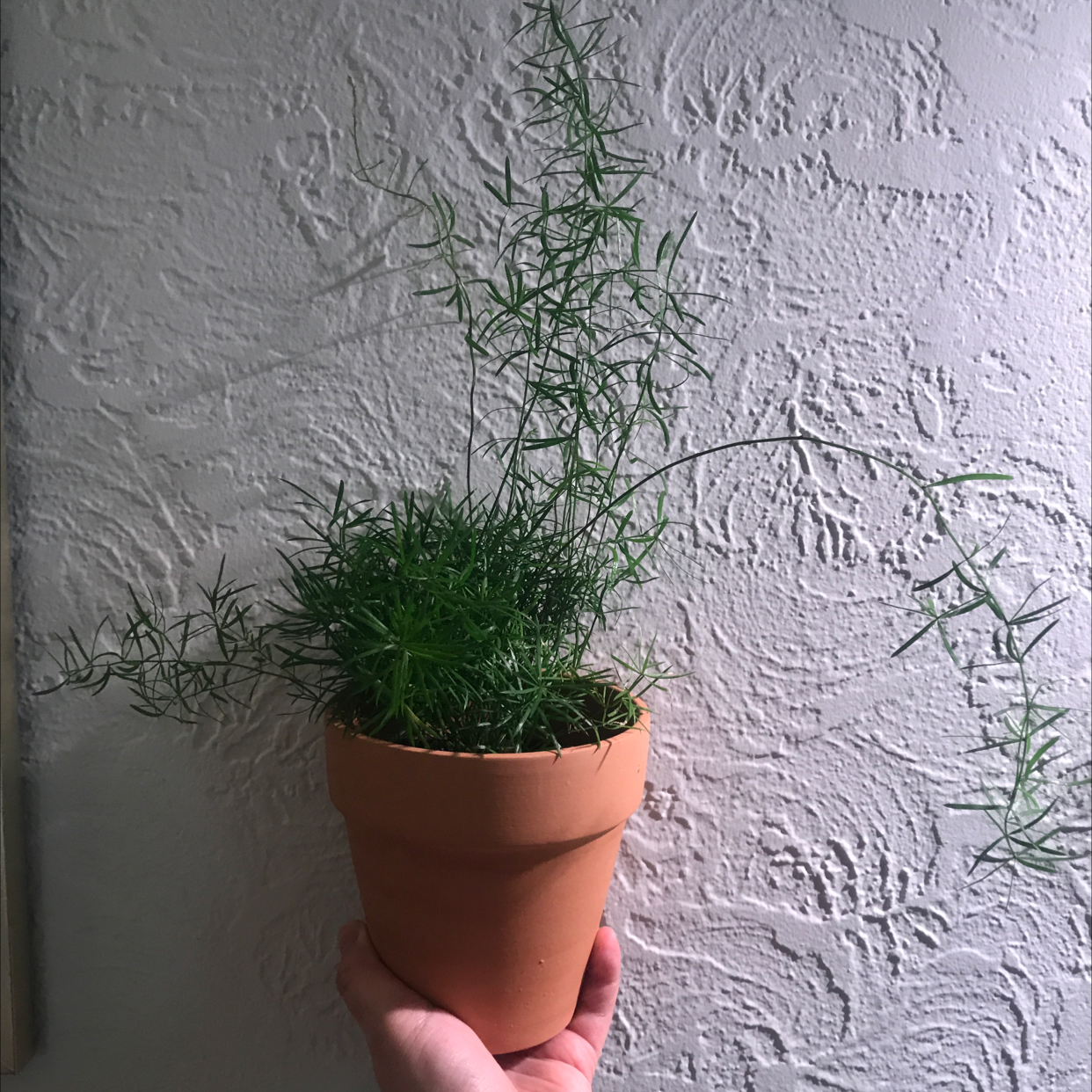 Potted Sprenger's Asparagus plant held by a hand against a textured wall.