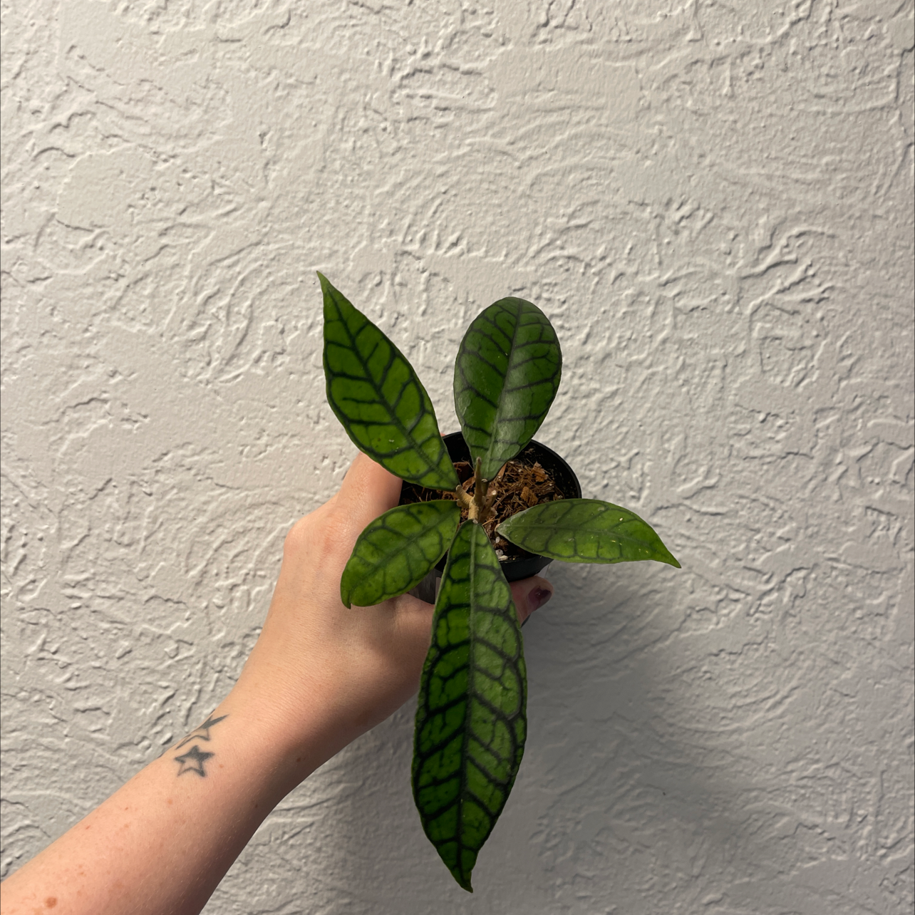 A healthy Stiff Leafed Hoya plant with prominent dark veins, held by a hand.