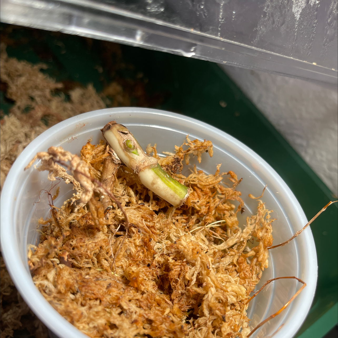 Variegated Monstera cutting in a container with moss substrate, early growth stage.