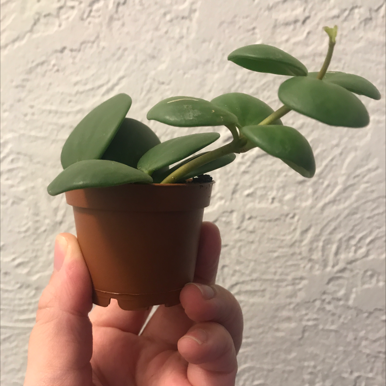 Peperomia 'Hope' plant in a small pot held by a hand, with round, thick green leaves.