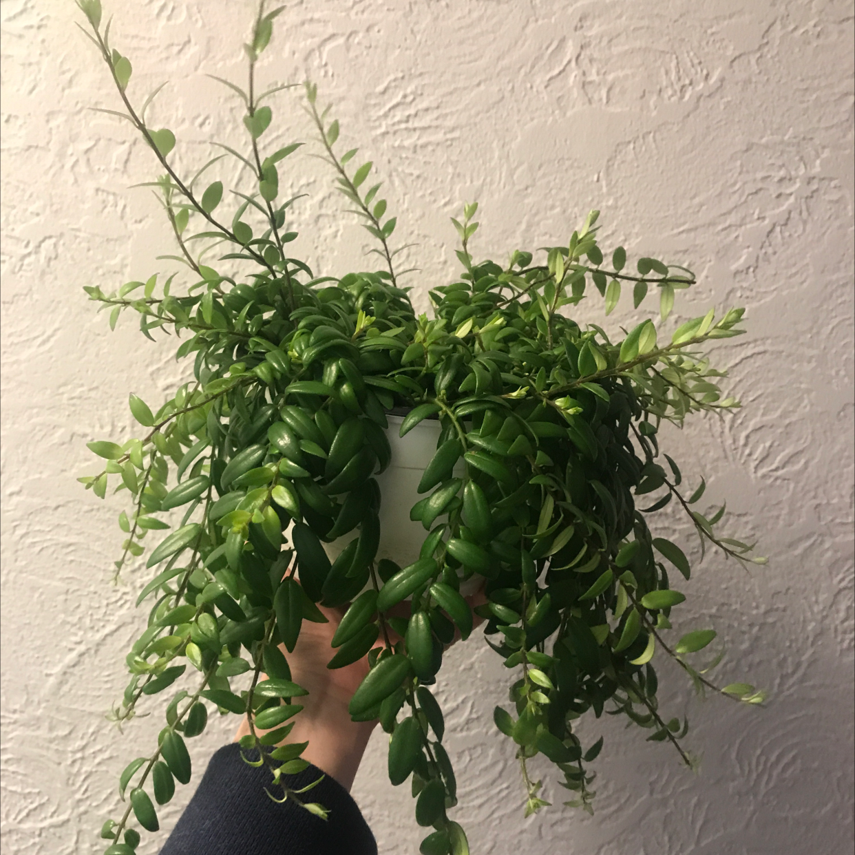 Healthy Lipstick Vine plant with vibrant green leaves, held by a hand.