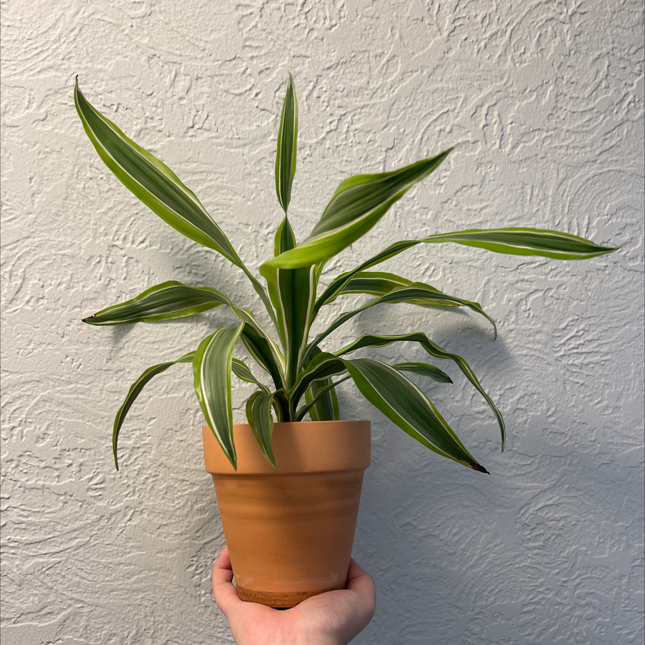 Photo of the plant species Dracaena 'Lemon Lime' by @LionelFrankenstein named Ian on Greg, the plant care app