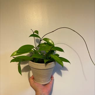 Hoya pubicalyx 'Splash' plant in Tacoma, Washington