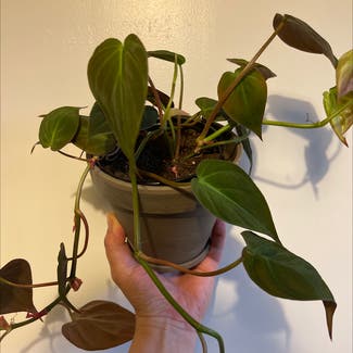 Philodendron Micans plant in Tacoma, Washington