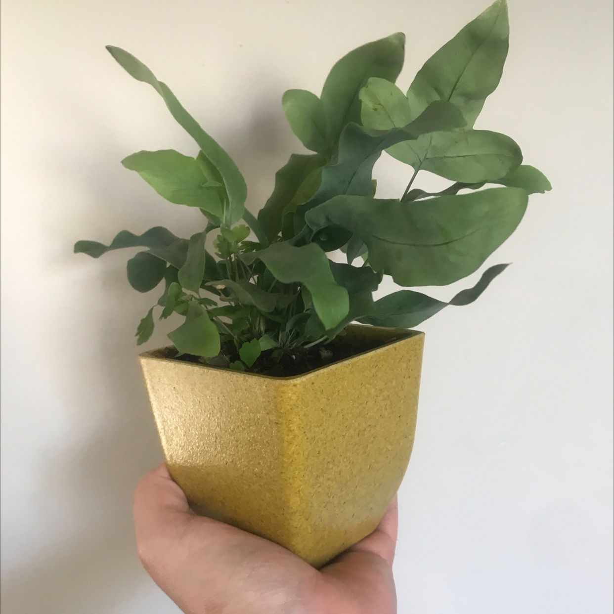 Blue Star Fern plant photo by @LionelFrankenstein named Brad on Greg, the plant care app.
