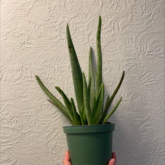 Aloe Vera plant in Tacoma, Washington