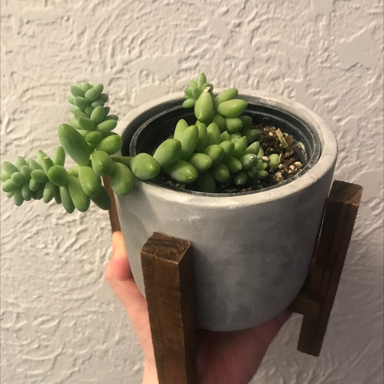 Burro's Tail plant photo by @LionelFrankenstein named Benny on Greg, the plant care app.