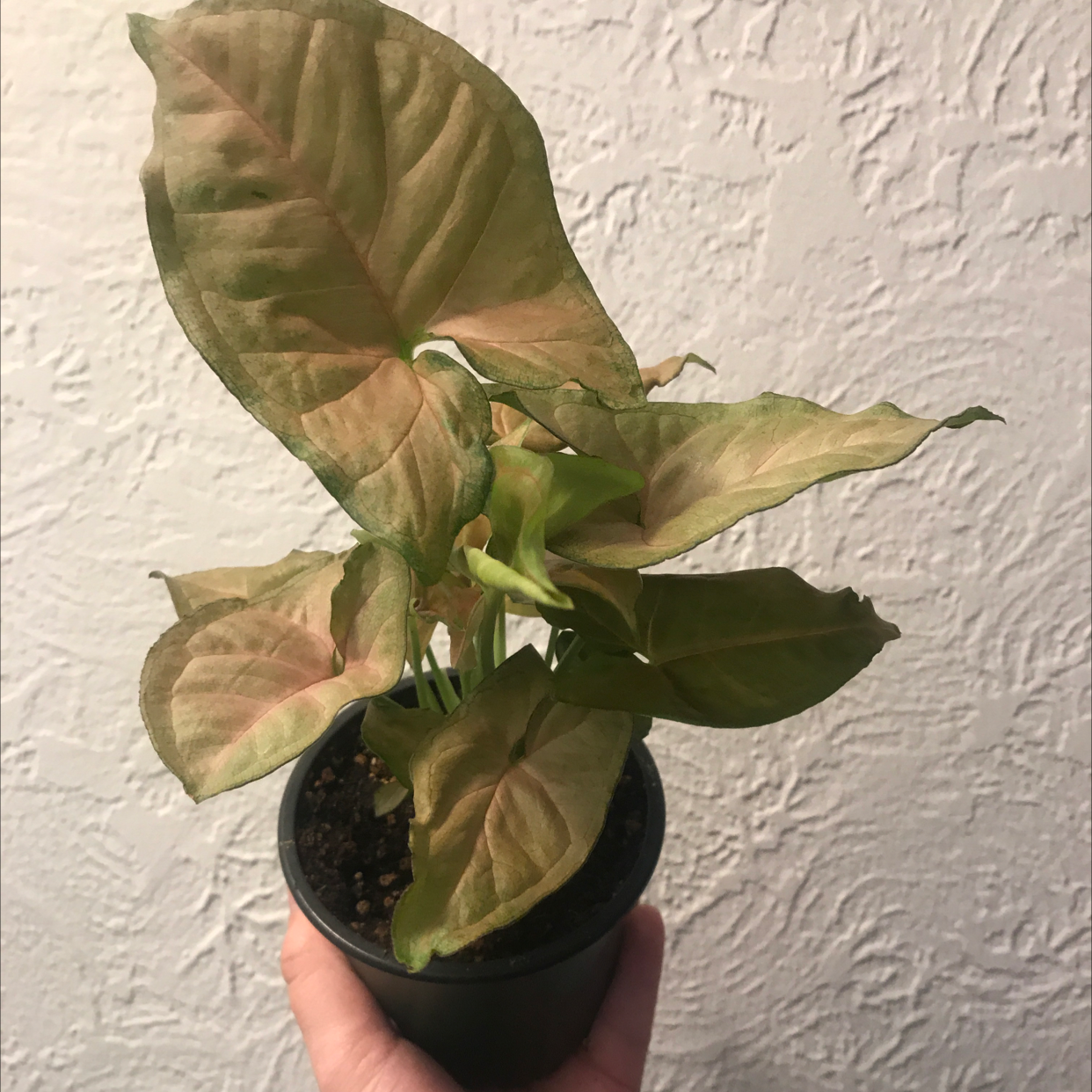 Red Heart plant photo by @LionelFrankenstein named Bobbi on Greg, the plant care app.