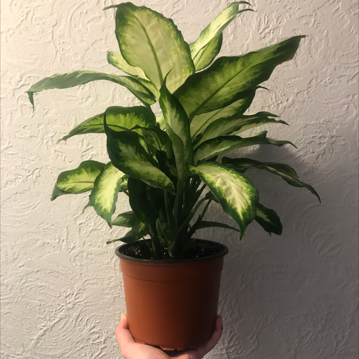 Dieffenbachia plant photo by @LionelFrankenstein named Betty on Greg, the plant care app.