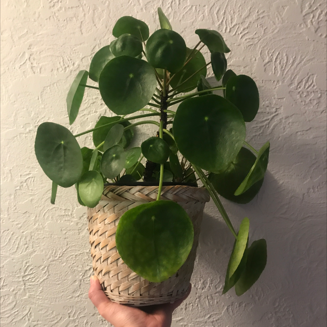 Chinese Money Plant plant photo by @LionelFrankenstein named Bethany on Greg, the plant care app.