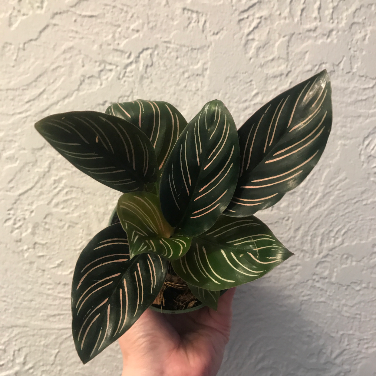 Pinstripe Calathea plant photo by @LionelFrankenstein named Alice on Greg, the plant care app.