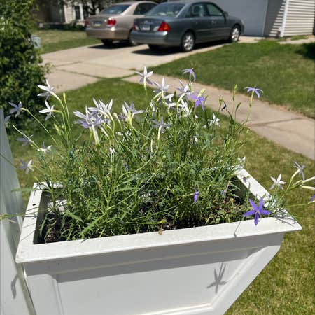Photo of the plant species Beth's Blue by @Mrsdanacook named Clooney on Greg, the plant care app