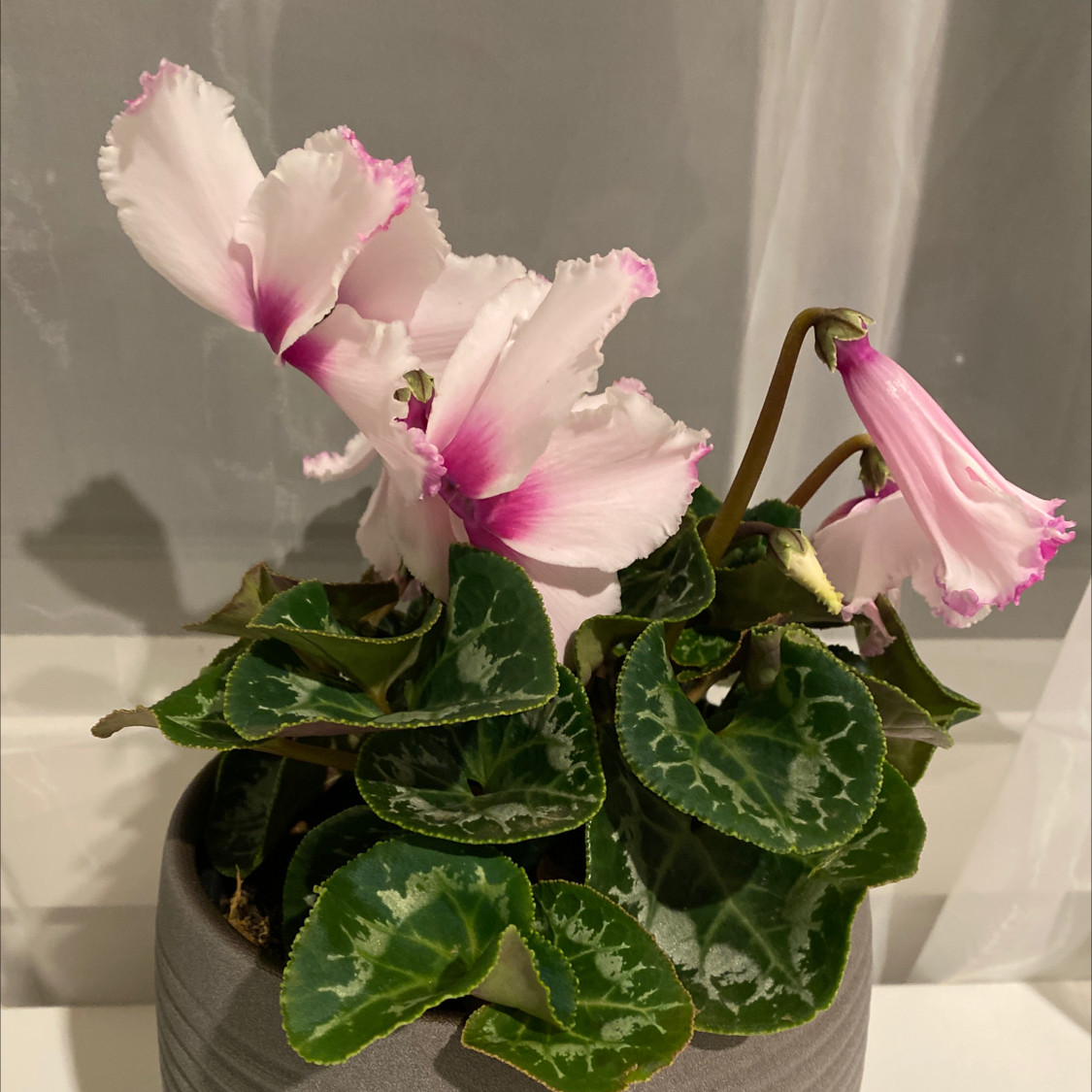 Photo of the plant species Persian Cyclamen by @Jennifers named Office cyclamen on Greg, the plant care app