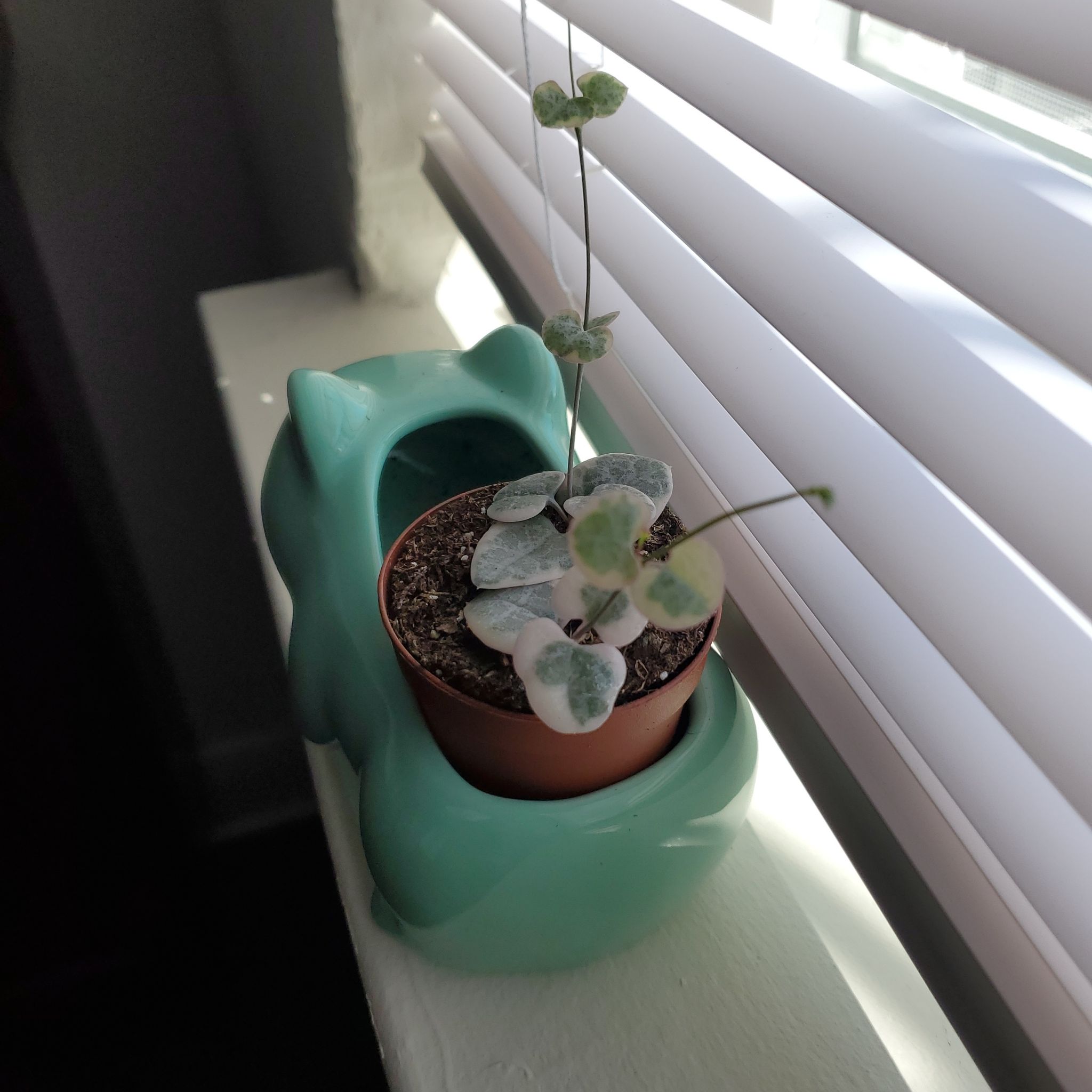 Variegated String of Hearts plant in a small pot on a windowsill with visible soil.