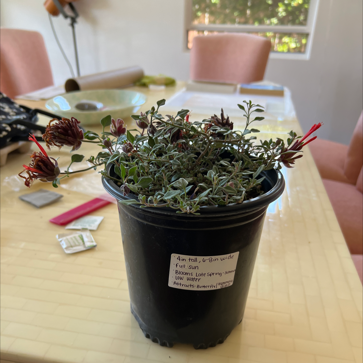Photo of the plant species Coyote Mint by @MoneyedRockweed named Pink mint on Greg, the plant care app