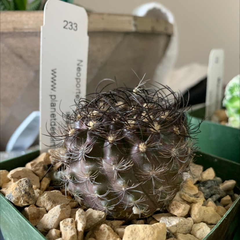 Photo of the plant species Neoporteria multicolor by @ProphetMendoza named Hairy on Greg, the plant care app