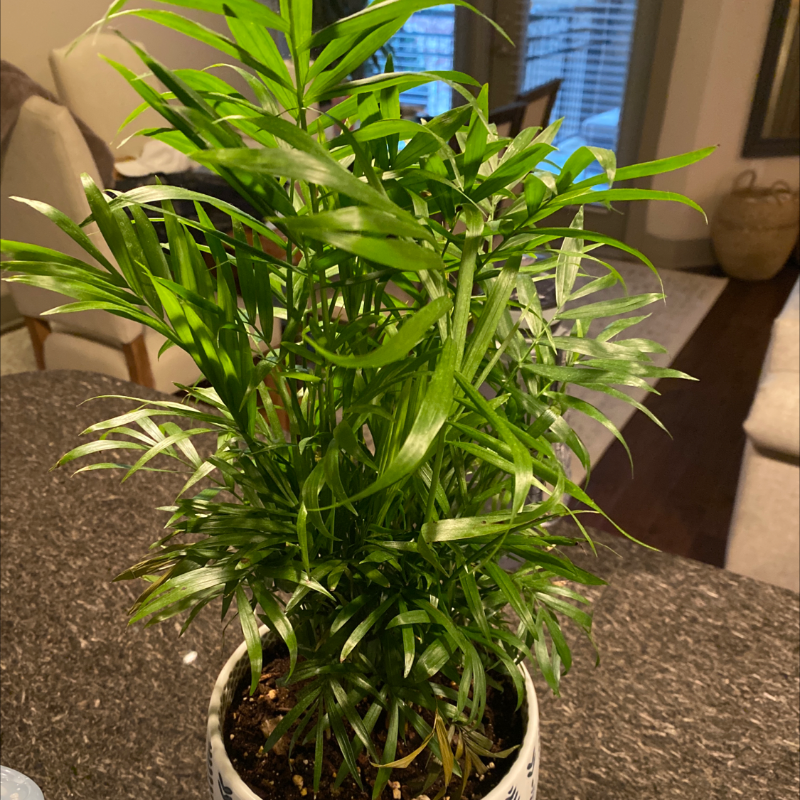 Parlour Palm plant photo by @aloven named Homer on Greg, the plant care app.