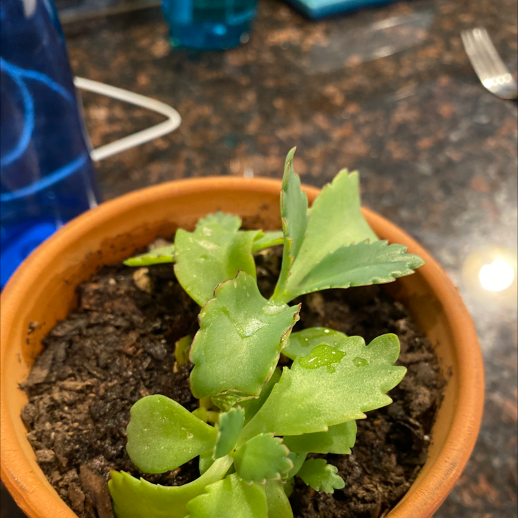 Healthy Mother of Thousands plant in terra cotta pot with small plantlets growing on leaf edges, hand pointing to a leaf.