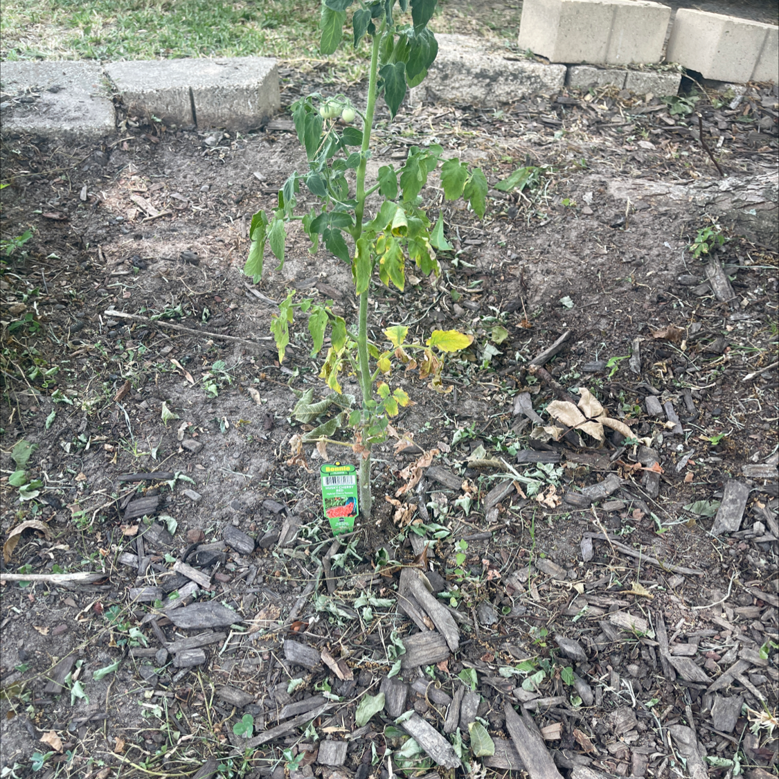 Photo of the plant species Tillandsia juncifolia 'Red Hybrid' by @JoneiGarden named Keanu Leaves on Greg, the plant care app
