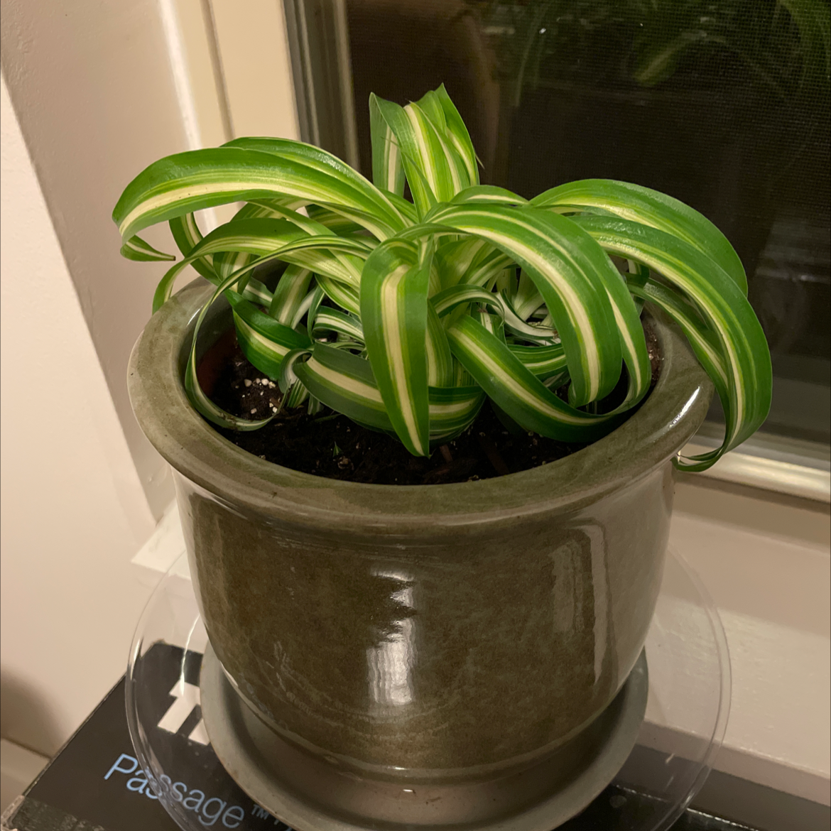 Curly Spider Plant plant photo by @VtJungle named Spidie on Greg, the plant care app.