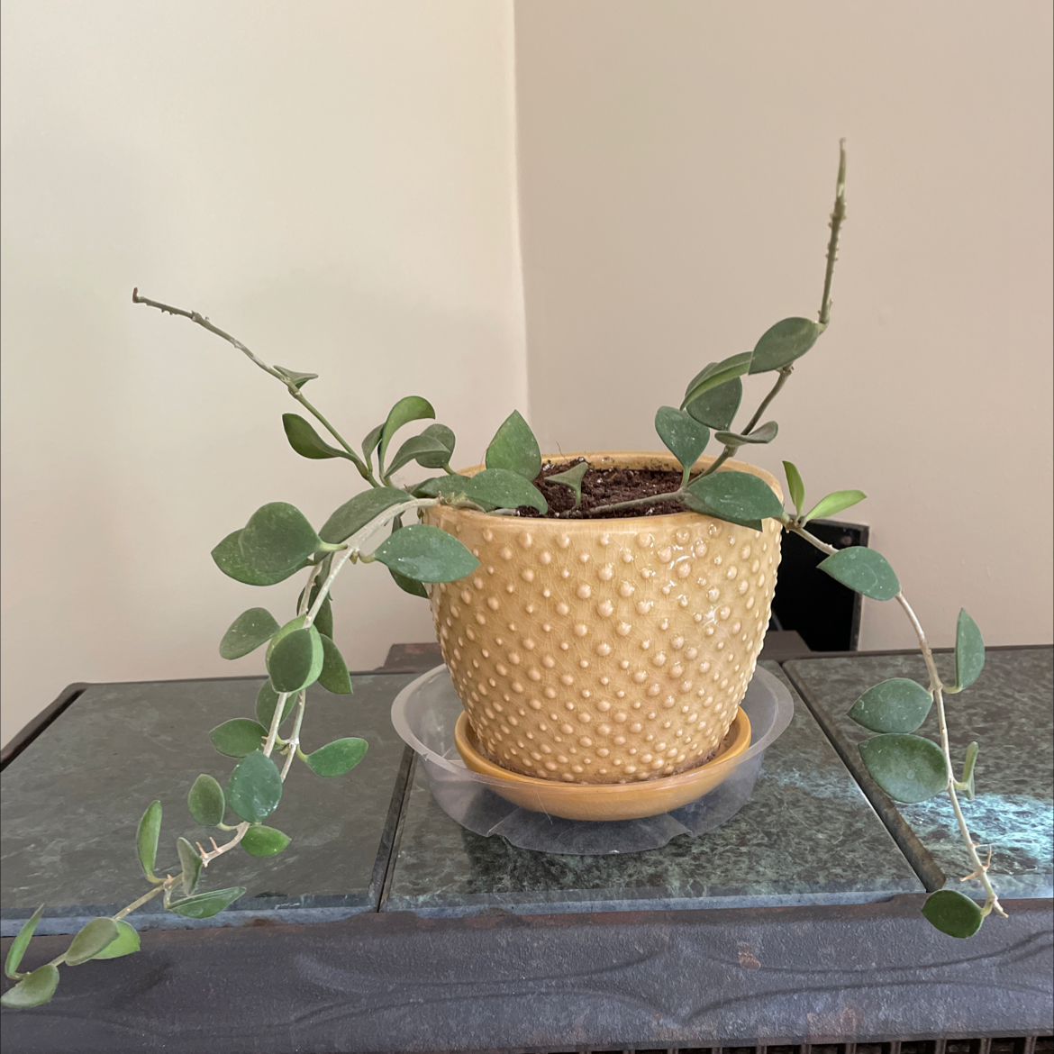 Photo of the plant species Hoya nummularioides by @VtJungle named Straggles on Greg, the plant care app