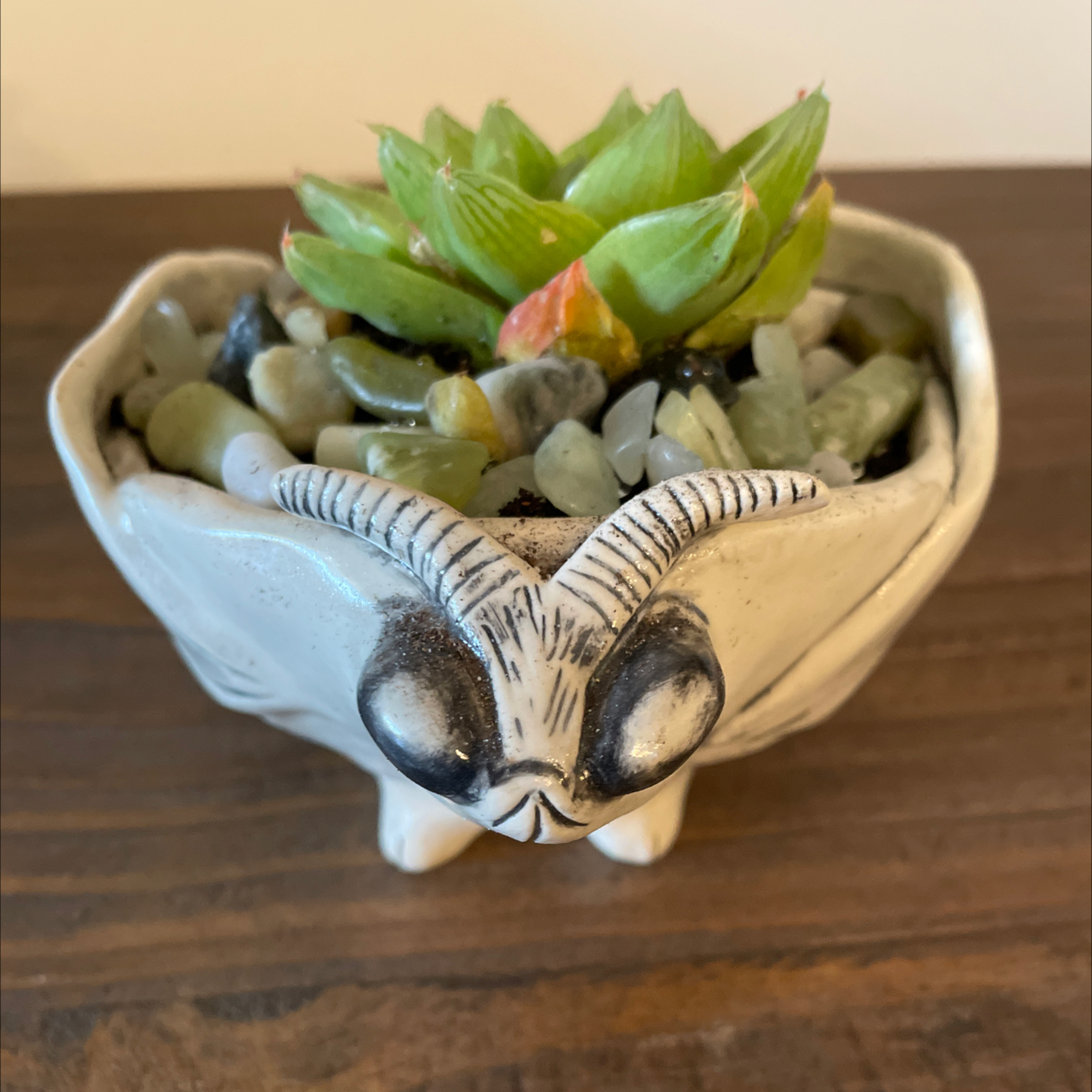 Cathedral Window Haworthia succulent in a decorative pot with stones.
