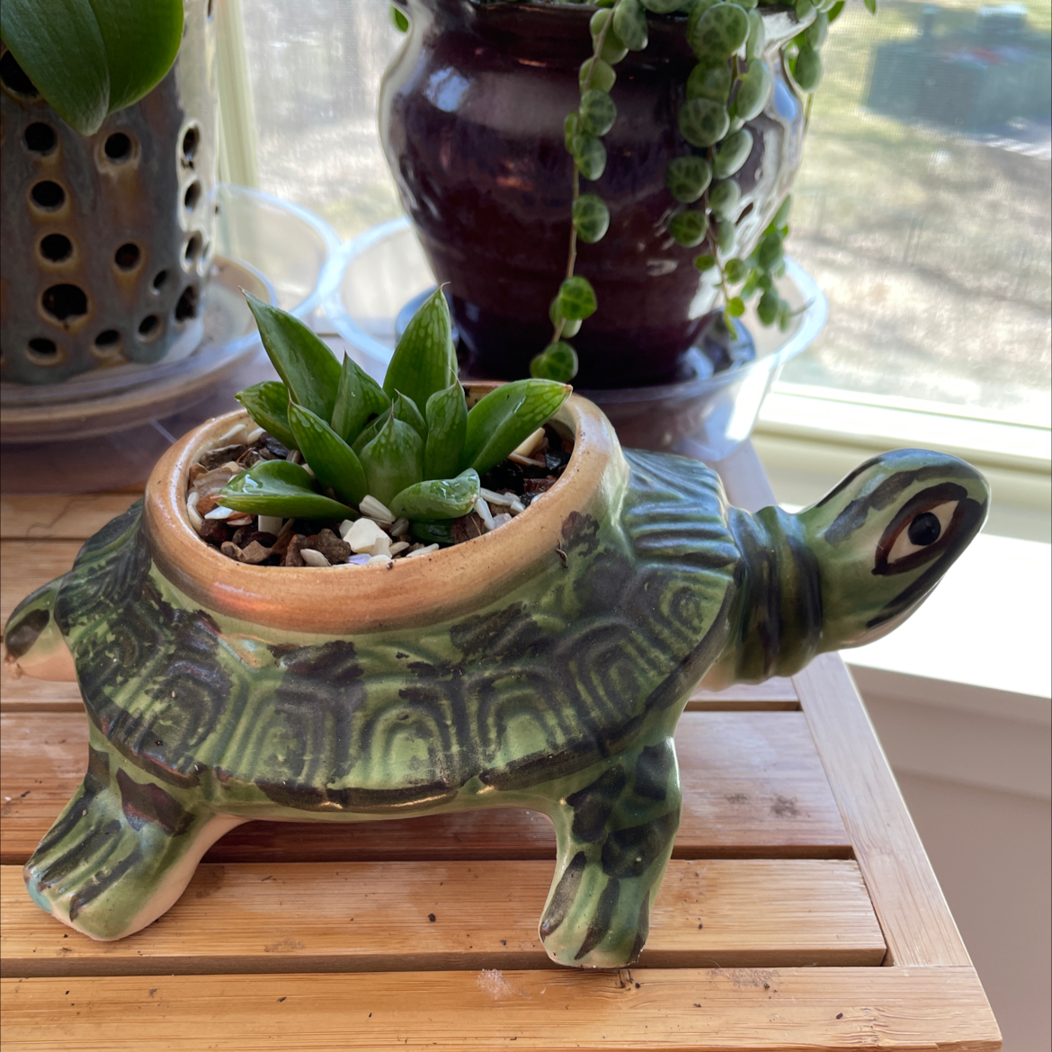 Cathedral Window Haworthia in a turtle-shaped pot on a wooden surface.