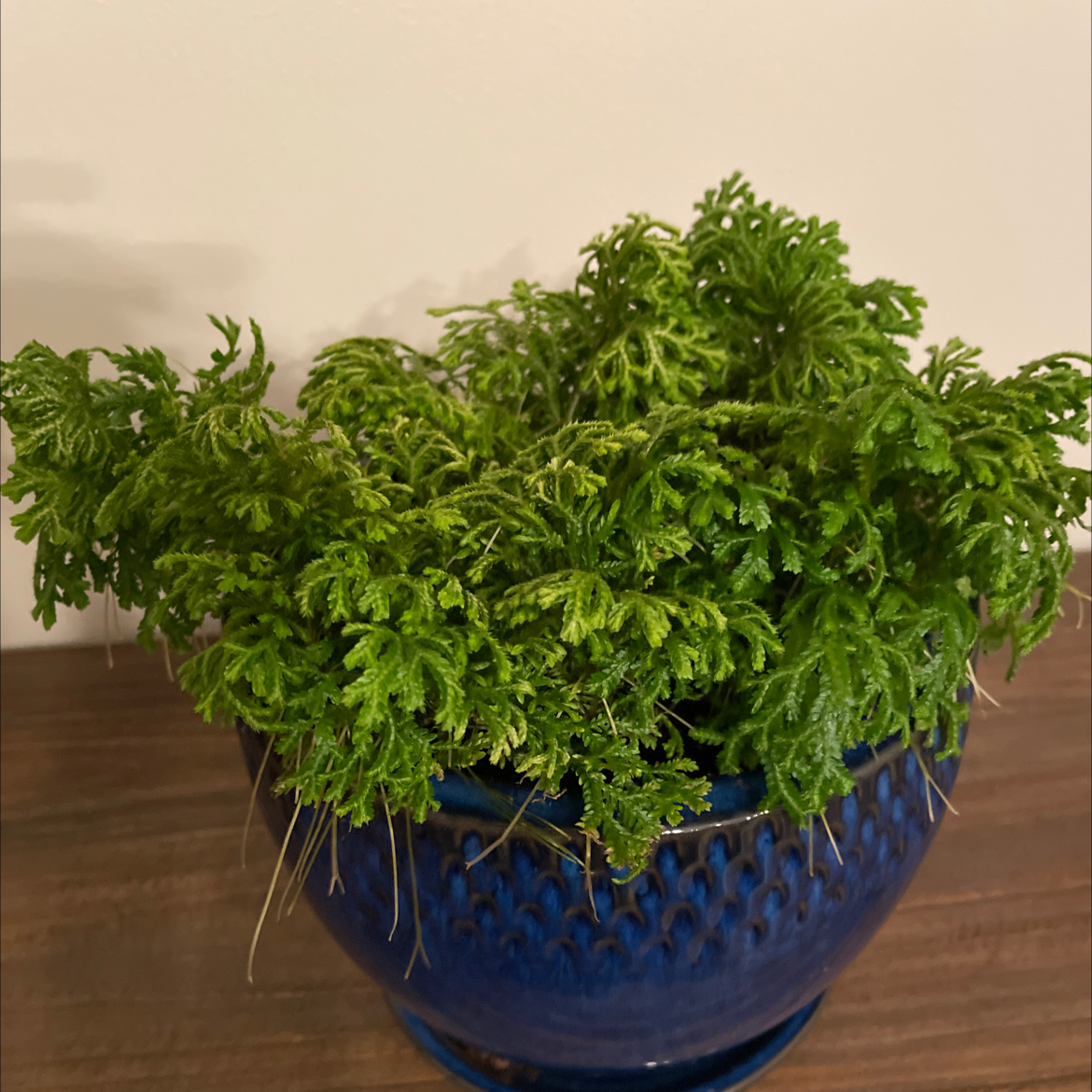 Club Moss plant photo by @VtJungle named Mister Mossy Pants on Greg, the plant care app.