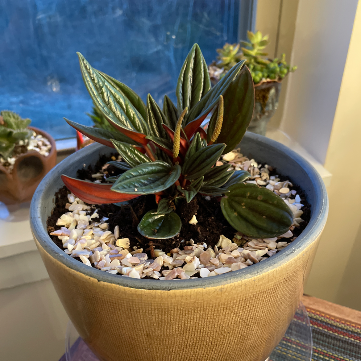 Peperomia 'Rosso' plant in a pot with decorative stones, healthy green and red leaves.