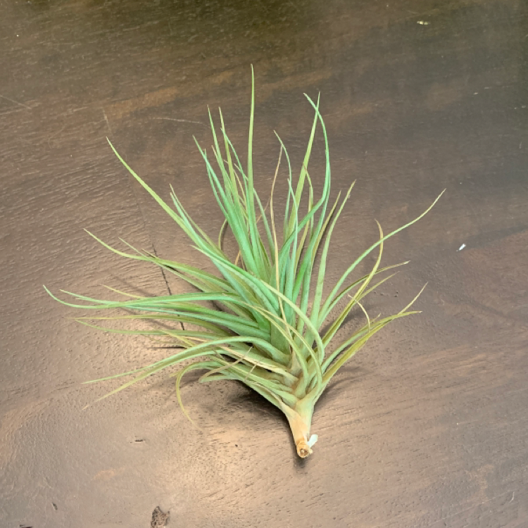 Aeranthos Air Plant on a dark surface, appears healthy with green leaves.
